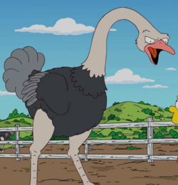 Angry Ostrich.png