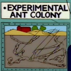 Experimental Ant Colony.png