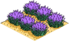 Lavendar Field.png